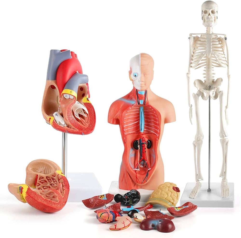 human-anatomy-image