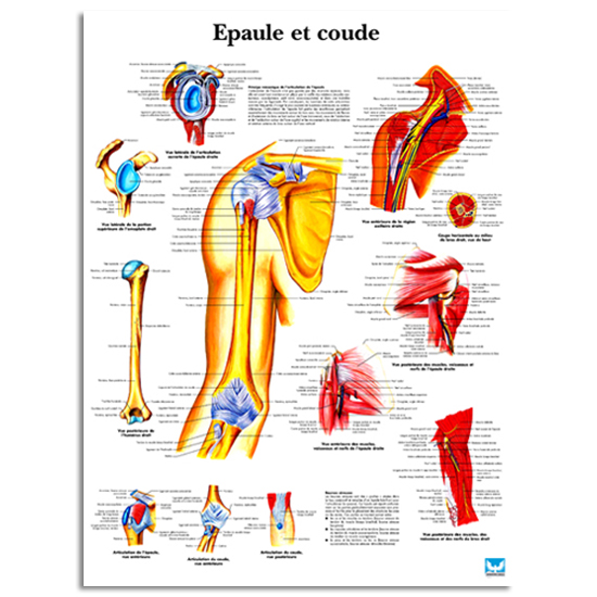 shoulder-and-elbow-anatomical-chart-see-other-models-image