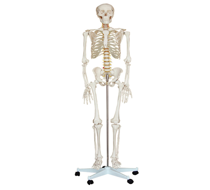 human-skeleton-pvc-image