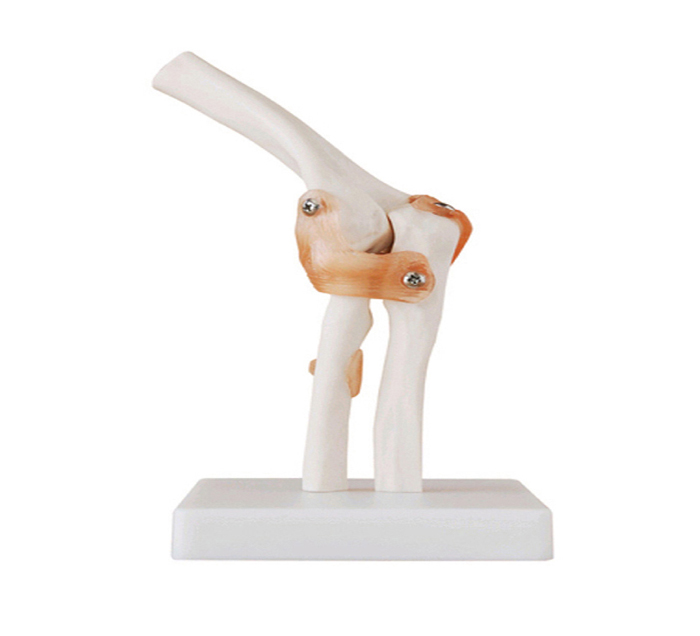 elbow-joint-ligaments-image