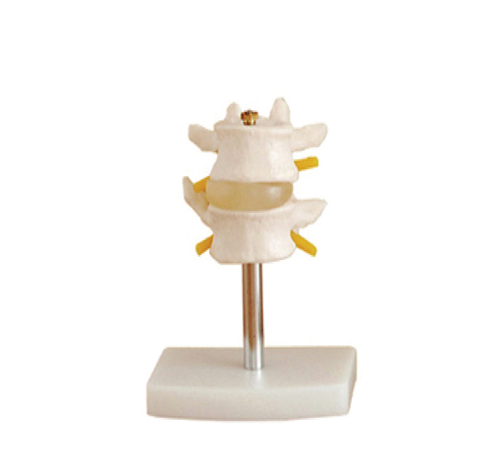 lumbar-vertebrates-pvc-2-pieces-image