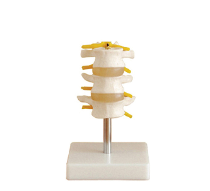 lumbar-vertebrates-pvc-3-pieces-image