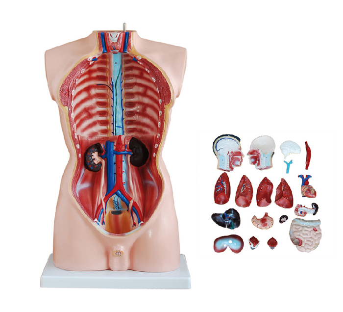 human-torso-19-pieces-image-2