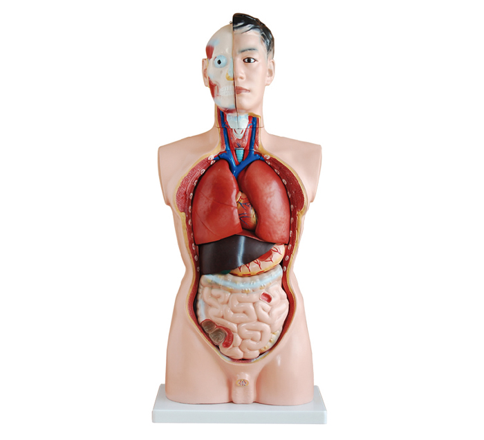 human-torso-19-pieces-image