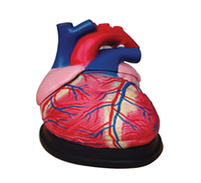 heart-enlarged-4-times-3-pieces-image