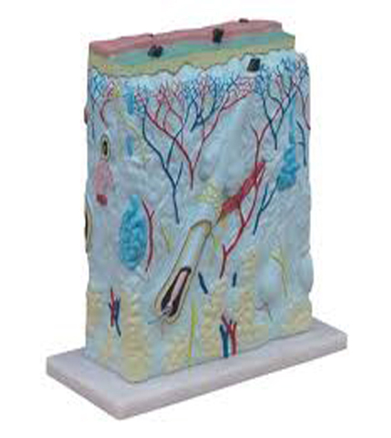 skin-cut-enlarged-105-times-image