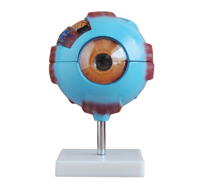 eye-enlarged-6-times-8-pieces-image