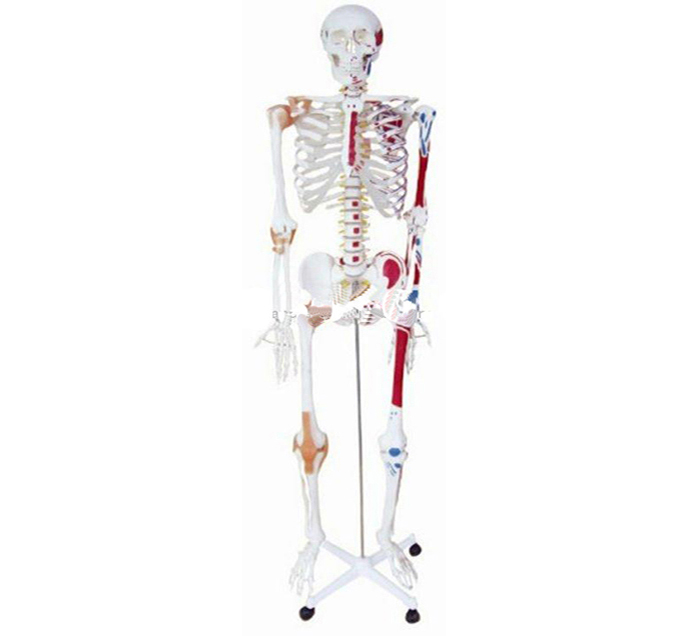human-skeleton-pvc-muscle-marking-image