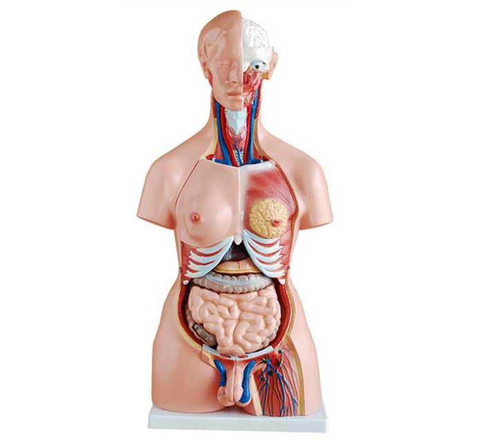 asexual-human-torso-for-man-woman-23-pieces-image