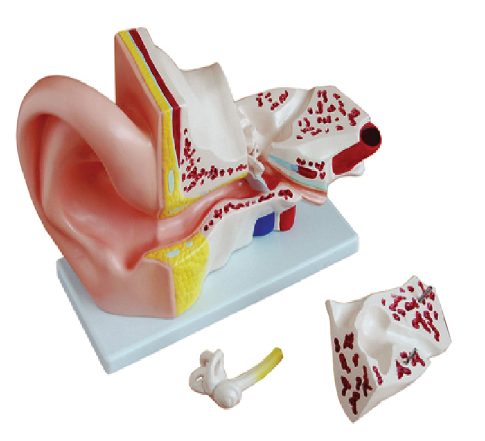 ear-enlarged-5-times-4-pieces-image