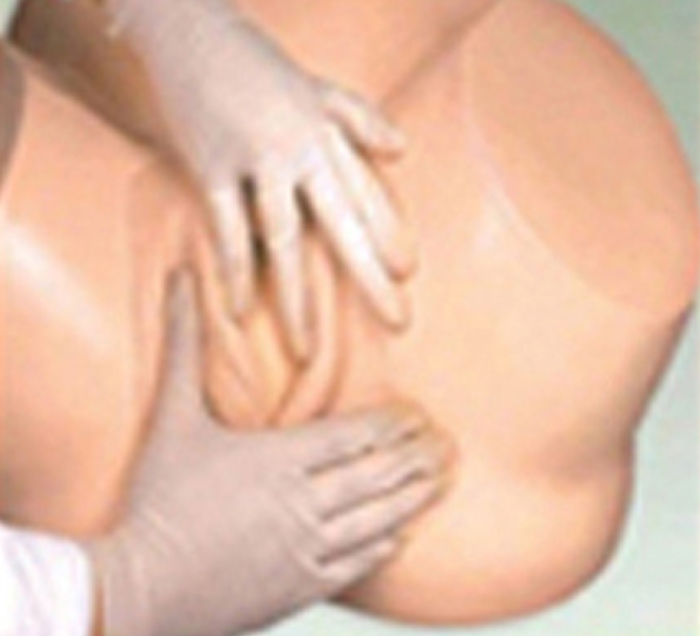 pelvis-model-training-childbirth-newborn-image-2