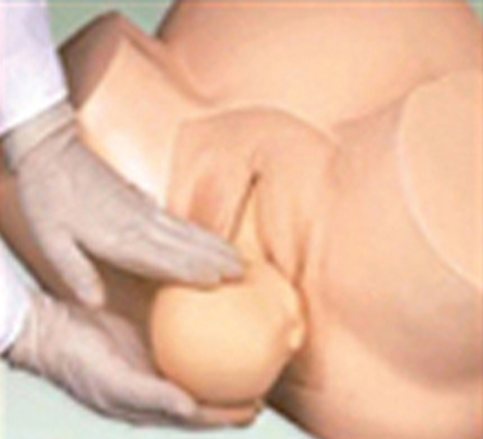 pelvis-model-training-childbirth-newborn-image-4