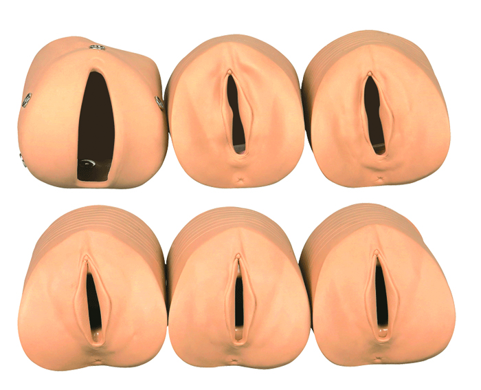 cervical-dilatation-and-delivery-model-image